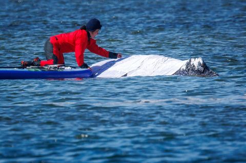 Helfer verteilen feuchte Tücher zum Schutz der Walhaut auf dem Rücken des Tieres