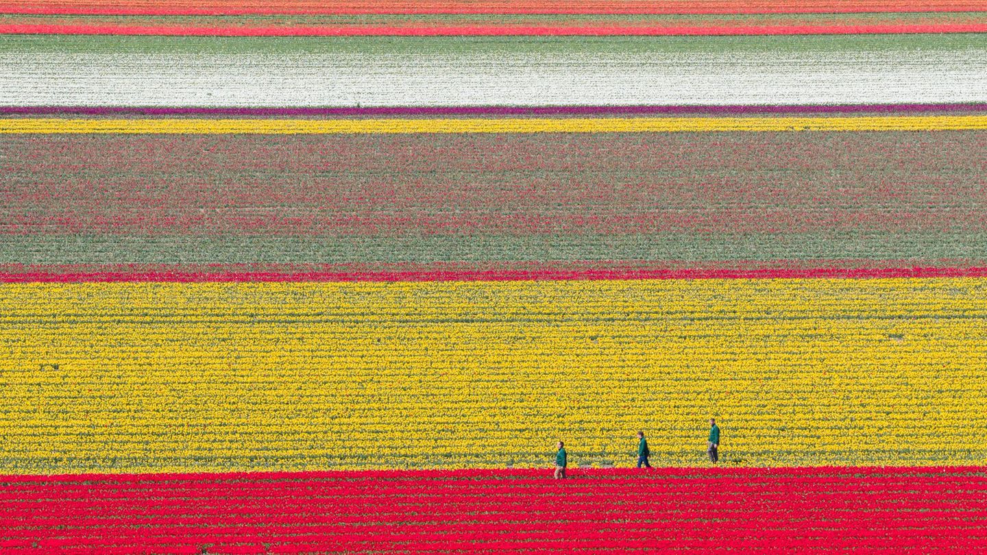 Freizeit: Blühende Landschaften – Tulpenfelder öffnen für Besucher