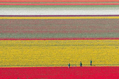 Tulpen wachsen zur Zwiebelvermehrung auf einem Tulpenfeld des Eickenhofs im Landkreis Gifhorn. Foto: Julian Stratenschulte/dpa