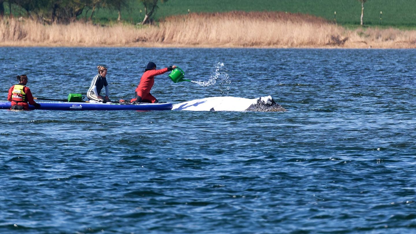 Buckelwal vor Poel: Entscheidung über neuen Plan für Wal-Rettung vertagt