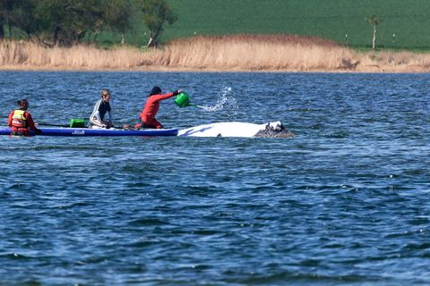 Der Buckelwal wird von Helfern vor der Insel Poel mit Wasser aus einer Gießkanne bespritzt. Foto: Marcus Golejewski/dpa