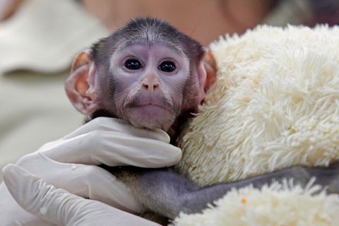 Bei der Geburt vor knapp zwei Monaten wog das Äffchen bloß 443 Gramm. Foto: Fernando Carranza Garcia/dpa