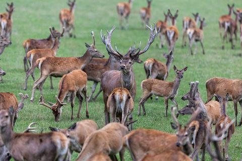 Die Mitglieder des bayerischen Jagdverbandes wählen ihren Präsidenten. Favorit ist Amtsinhaber Ernst Weidenbusch. (Symbolbild) F