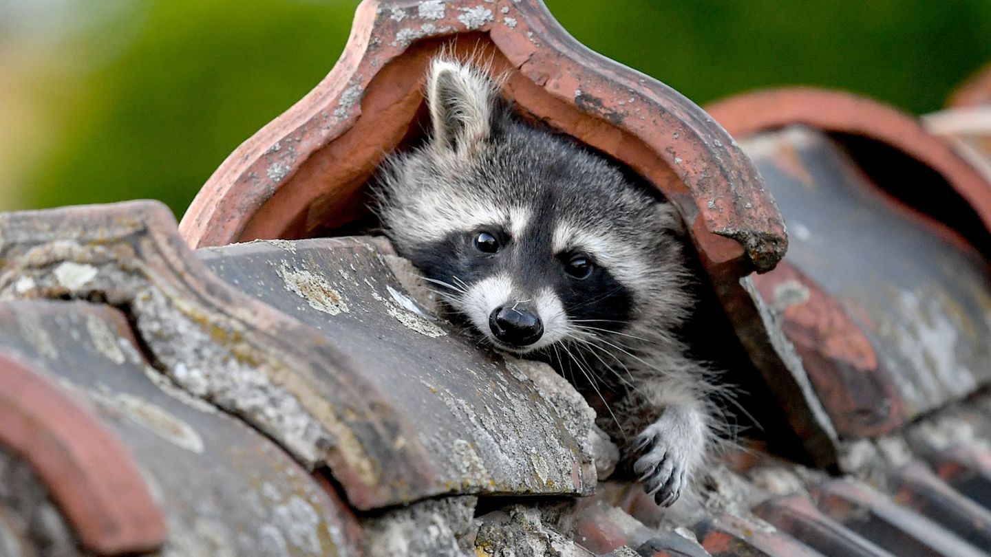 Die Entwicklung der Waschbärpopulation in Schleswig-Holstein ist unter anderem anhand der Jagdstrecken erkennbar. (Archivbild) F