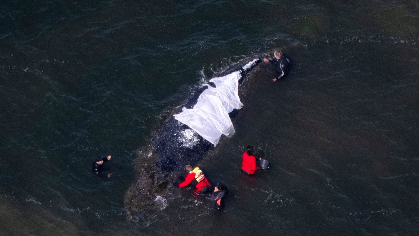 Wal-Newsblog: Wal kann frühestens Sonntag wegbewegt werden