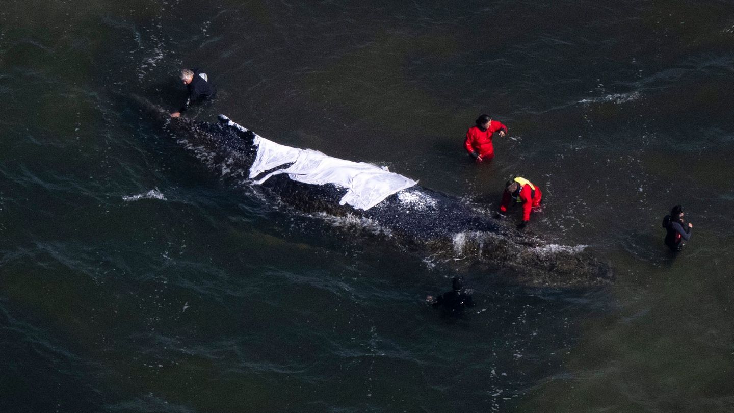 Buckelwal vor Poel: Wal liegt weiterhin vor Poel - Rinne wird gebaggert