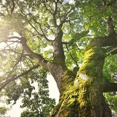 Baumkrone einer Eiche im Sonnenlicht