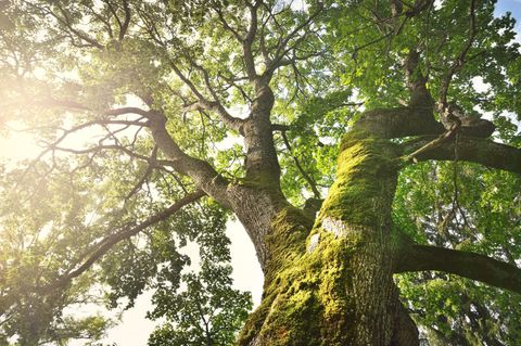Baumkrone einer Eiche im Sonnenlicht