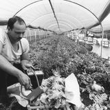 Bauer im Elsass überprüft Gemüse mit dem Geigerzähler