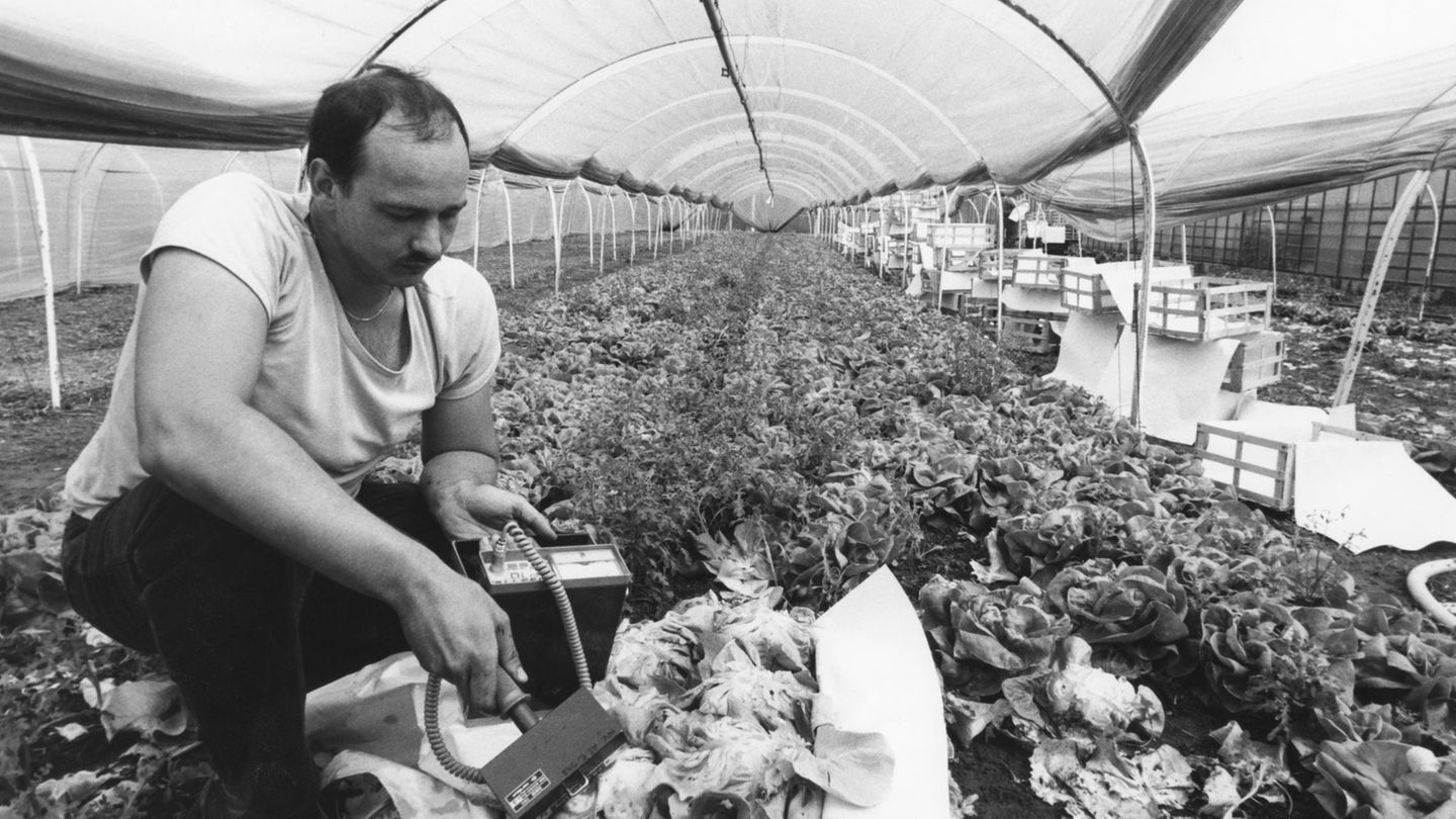 Bauer im Elsass überprüft Gemüse mit dem Geigerzähler