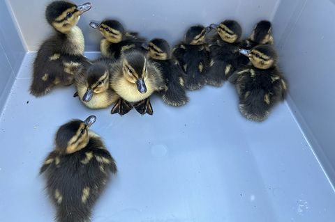 Nach ihrer Rettung werden die Küken jetzt in einer Wildtierstation versorgt. Foto: -/Polizeipräsidium Südosthessen/dpa