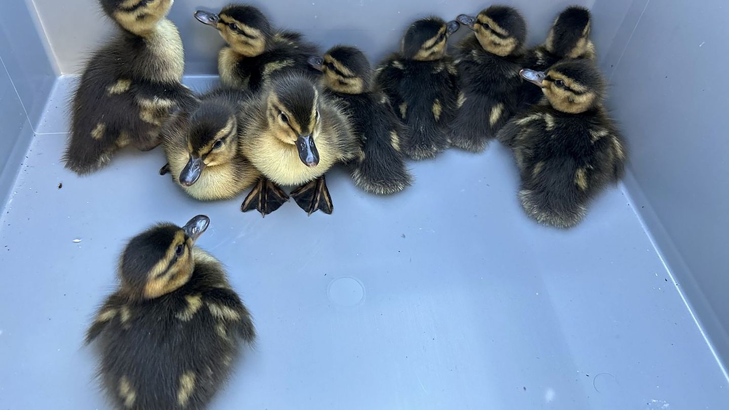 Tiere: Polizei sperrt Autobahn 66 für Entenküken-Rettung