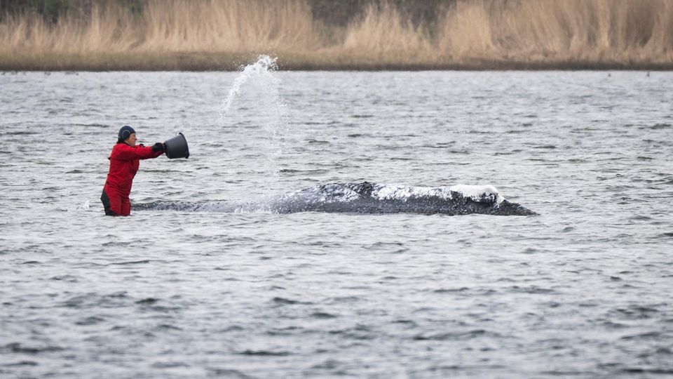Der Wal wird in der Ostsee mit Wasser bespritzt.