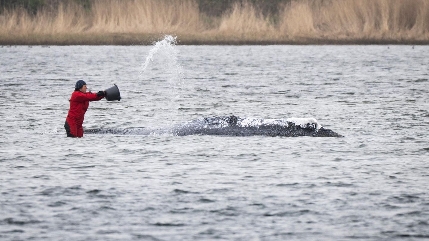 Lastkahn soll helfen: Neue Hoffnung für Buckelwal: „Kann vielleicht Sonntag bewegt werden“