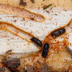 Deutlich weniger Schadholz: In Sachsen-Anhalts Wäldern entspannt sich die Lage nach den Krisenjahren langsam. (Symbolbild) Foto: