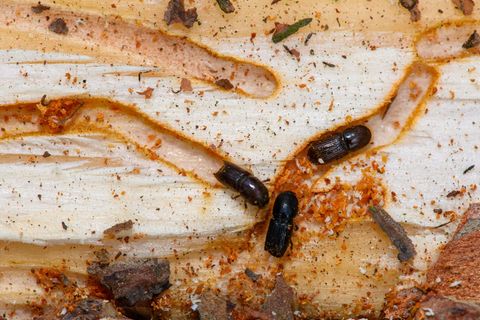 Deutlich weniger Schadholz: In Sachsen-Anhalts Wäldern entspannt sich die Lage nach den Krisenjahren langsam. (Symbolbild) Foto: