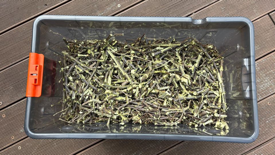 Gartenhäcksler Test: Häckselgut des Black & Decker BEGAS 5800