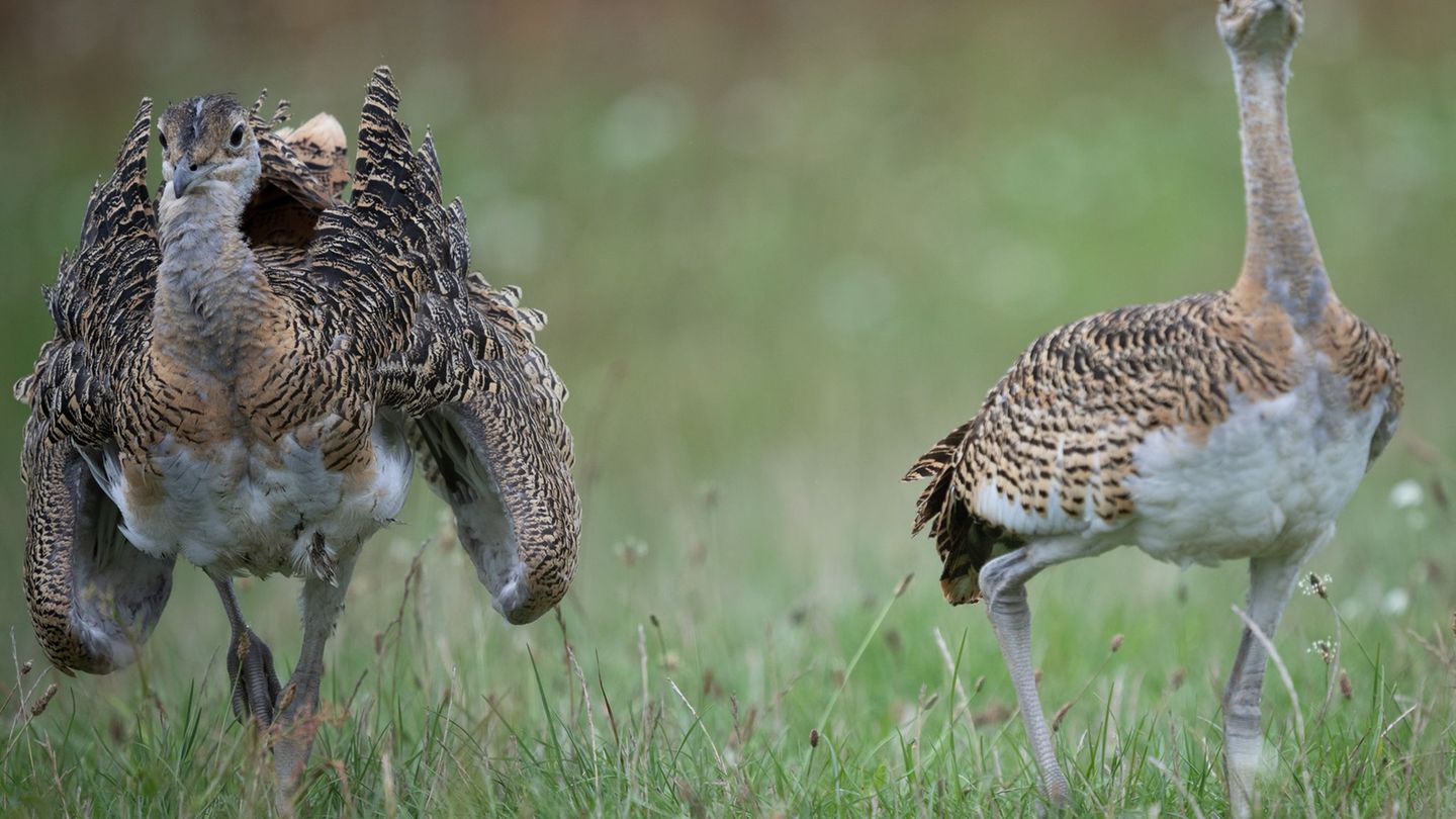 Großtrappen zählen zu den schwersten flugfähigen Vögeln der Welt. (Symbolbild) Foto: Sebastian Christoph Gollnow/dpa