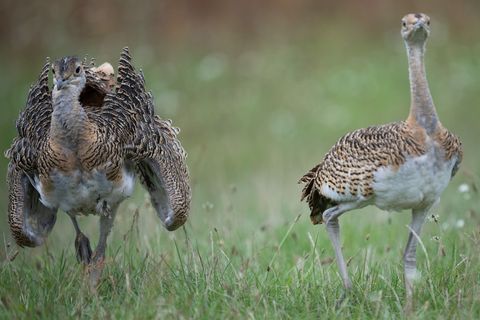 Großtrappen zählen zu den schwersten flugfähigen Vögeln der Welt. (Symbolbild) Foto: Sebastian Christoph Gollnow/dpa