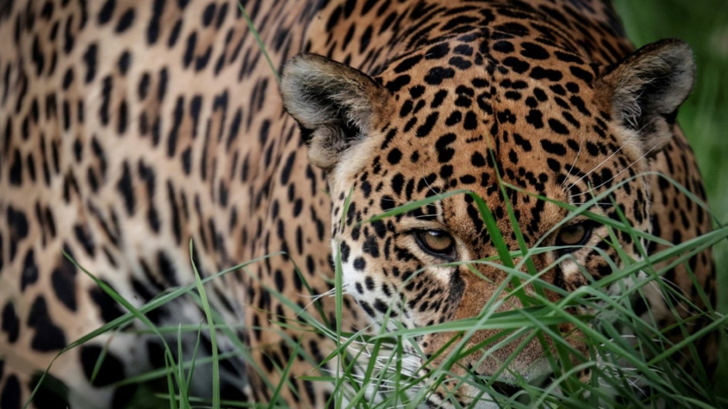 Extremwetterereignisse gefährden Lebensräume von Tieren