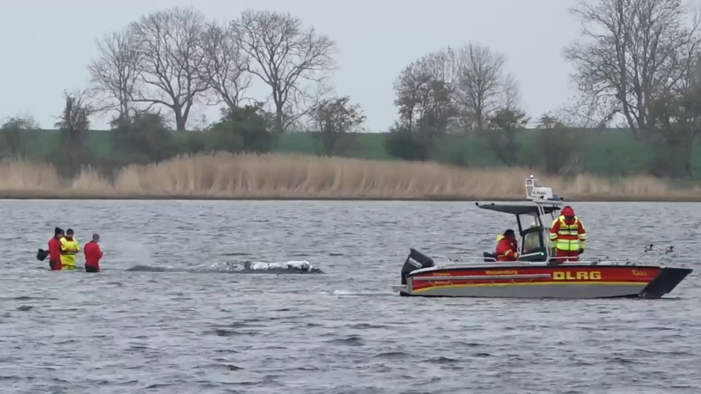 Wal-Newsblog: Ziel: Atlantik – Geldgeber verspricht Wal-Rettung „bis zum Ende“