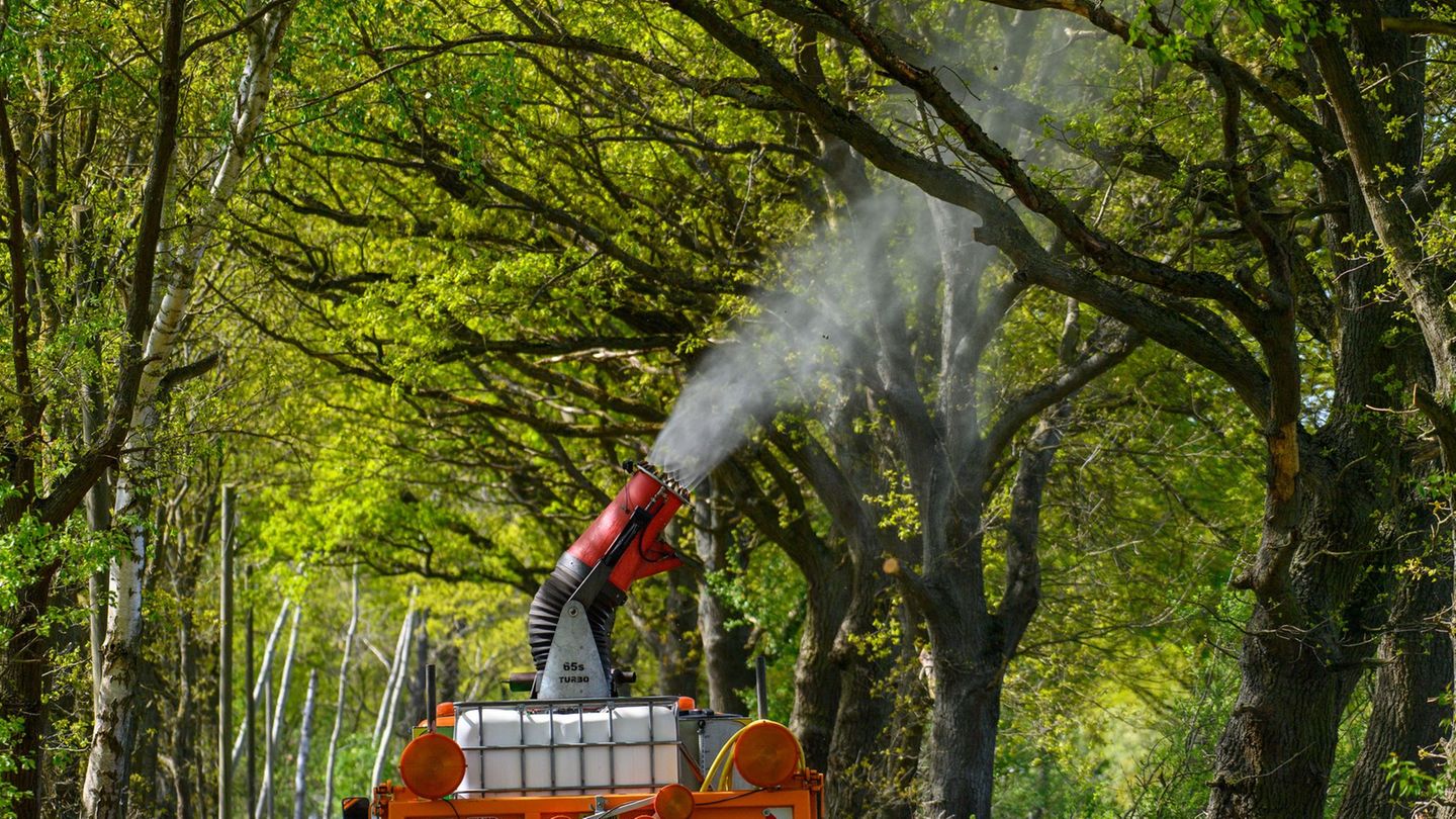 Gefährliches Insekt: Dessau-Roßlau bekämpft Eichenprozessionsspinner: Das gilt