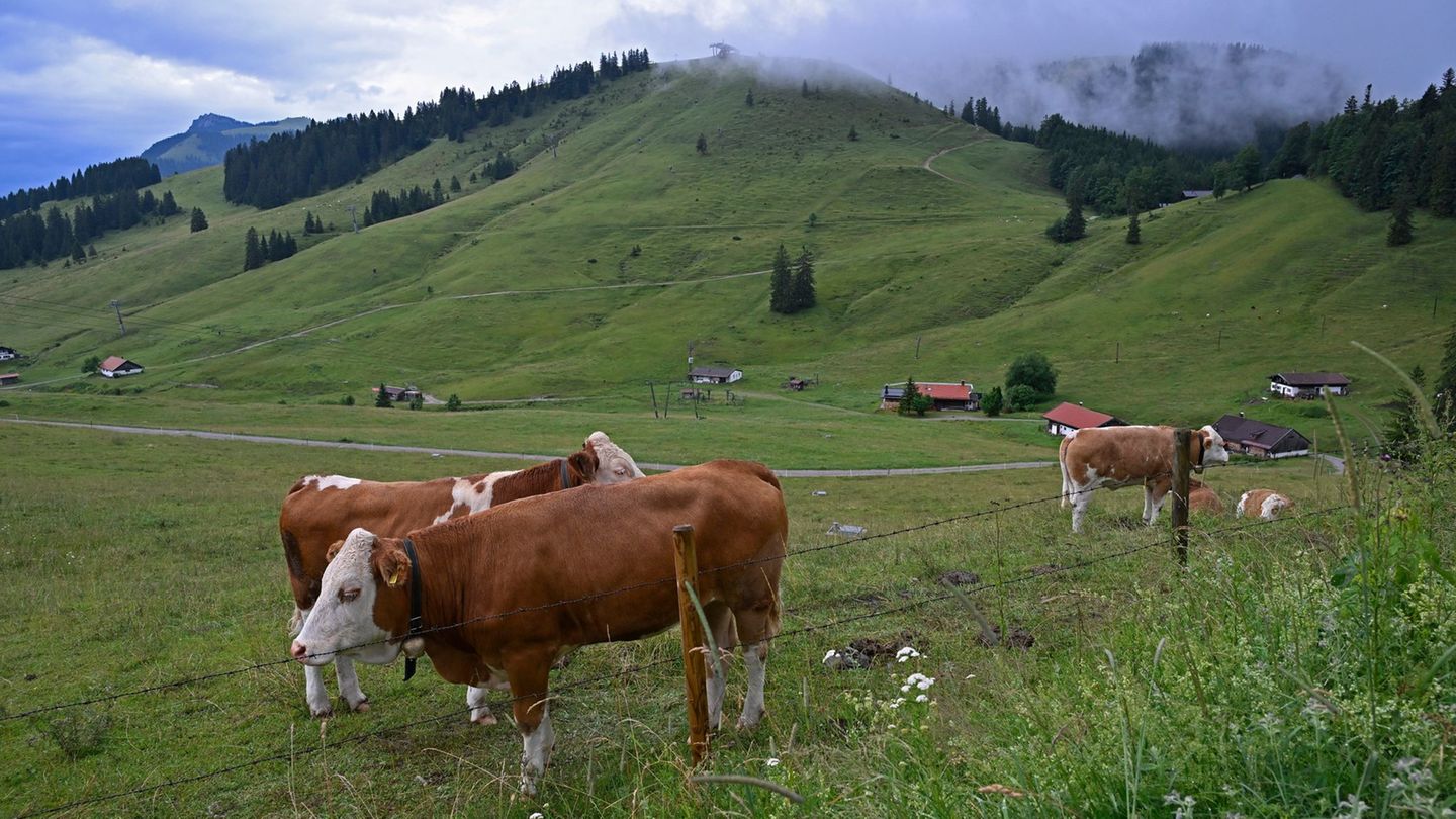 Eigentlich haben Jungrinder auf der Straße nichts verloren. (Symbolbild) Foto: Uwe Lein/dpa