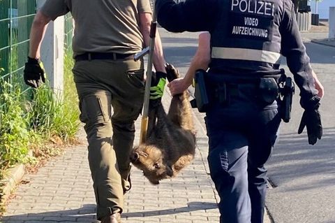 Das Tier wurde wohlbehalten im Wald ausgesetzt. Foto: -/Polizeiinspektion Bad Ems/dpa