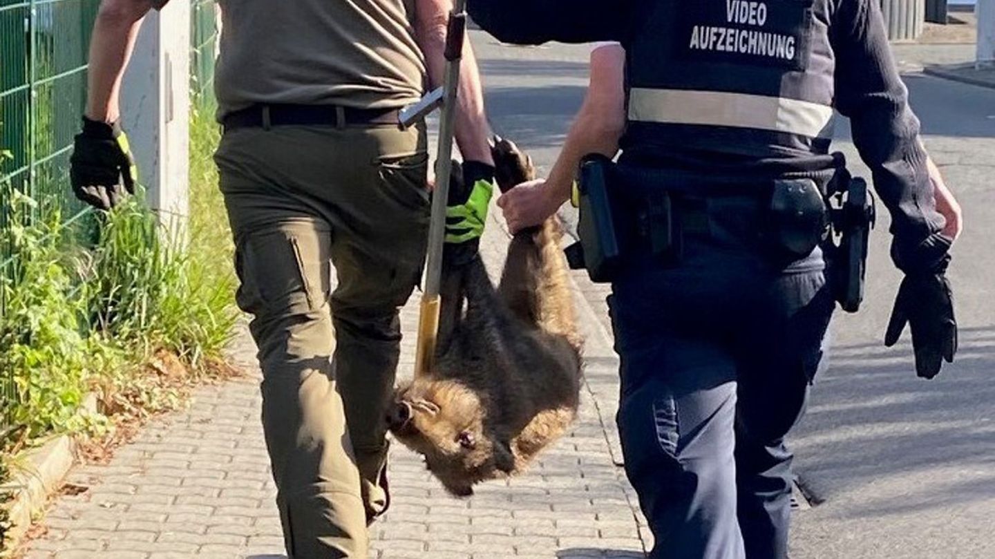 Das Tier wurde wohlbehalten im Wald ausgesetzt. Foto: -/Polizeiinspektion Bad Ems/dpa