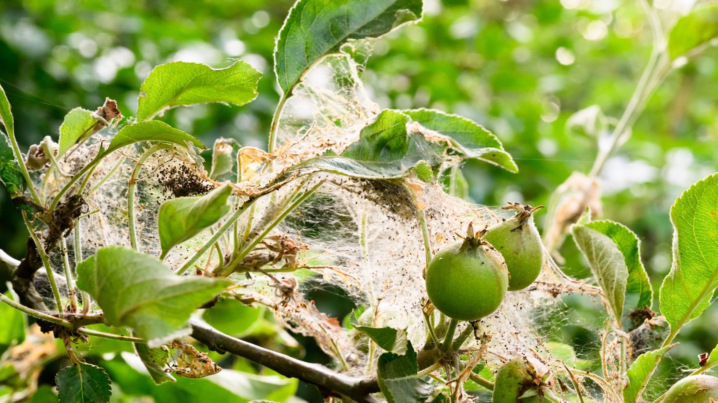 Schädlinge: Jetzt Apfelbaumgespinstmotte bekämpfen