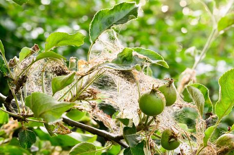 Wenn die Gespinste bereits größer als ein Tischtennisball sind, sind die Raupen im Inneren der Gespinste vor der Bekämpfungsmaßn