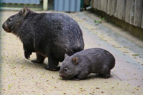 Ein junges Tasmanisches Nacktnasenwombat erkundet im Bergzoo Halle vorsichtig das Gehege an der Seite seiner Mutter. Foto: Tobia
