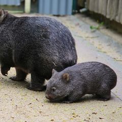 Ein junges Tasmanisches Nacktnasenwombat erkundet im Bergzoo Halle vorsichtig das Gehege an der Seite seiner Mutter. Foto: Tobia