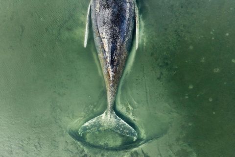 Gestrandeter Buckelwal: Warum verbreiten sich so viele Verschwörungstheorien?