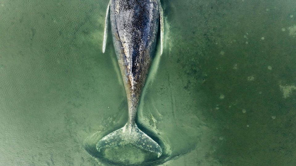 Gestrandeter Buckelwal: Warum verbreiten sich so viele Verschwörungstheorien?