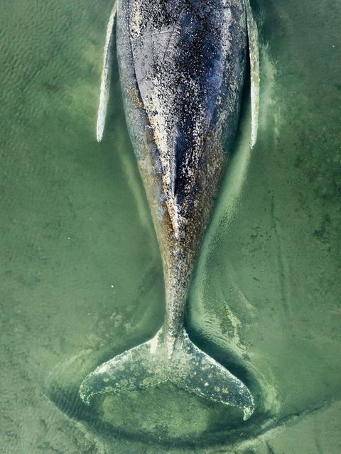 Gestrandeter Buckelwal: Warum verbreiten sich so viele Verschwörungstheorien?
