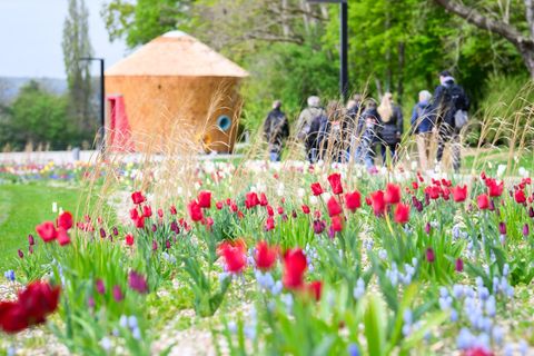 Die ersten Blüten sind auf dem Gelände in Bad Nenndorf bereits zu sehen. Foto: Julian Stratenschulte/dpa