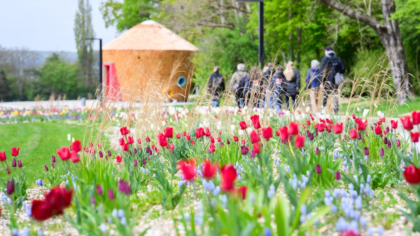 Die ersten Blüten sind auf dem Gelände in Bad Nenndorf bereits zu sehen. Foto: Julian Stratenschulte/dpa