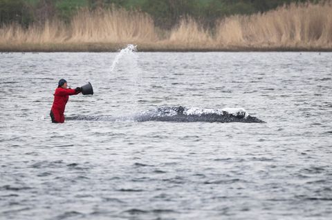 Ein Helfer bespritzt den Wal in der Ostsee mit Wasser