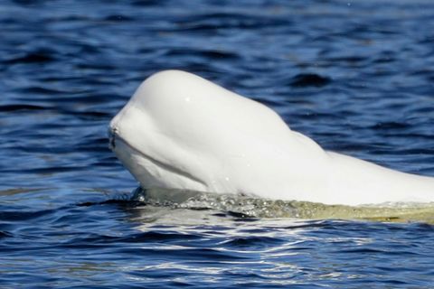 Der Beluga im Fluss Drammen