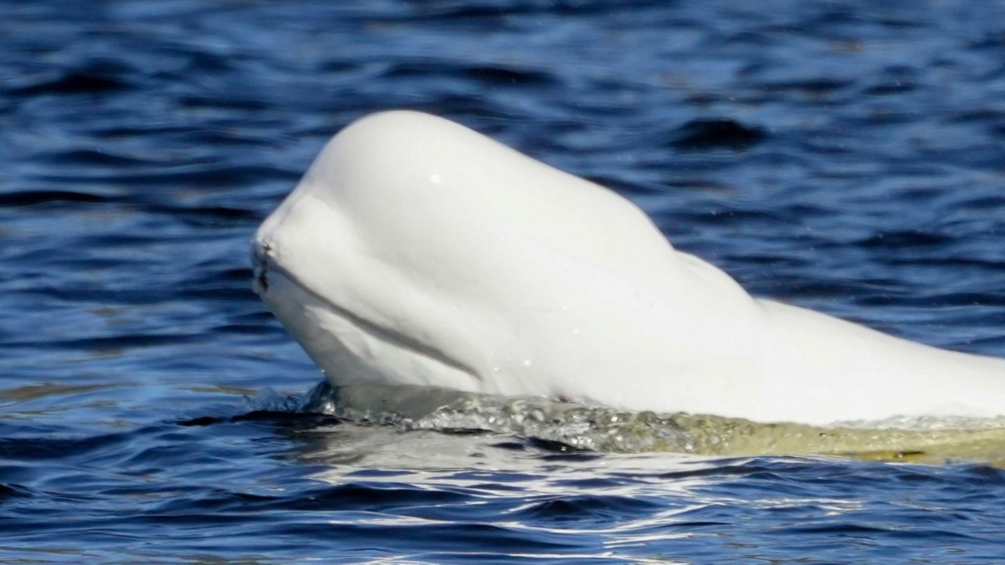 Der Beluga im Fluss Drammen
