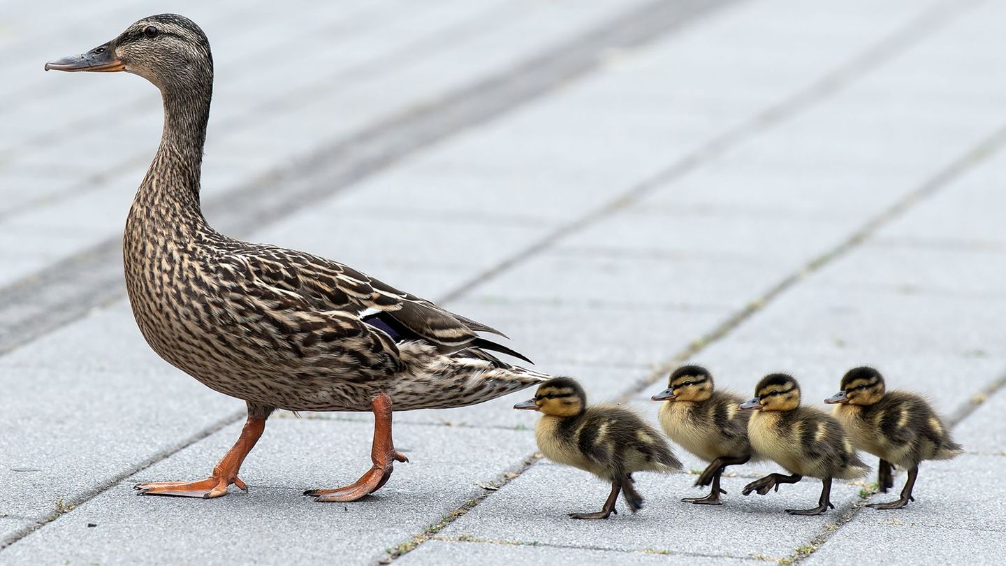 Tiere auf Abwegen: Mitten im Berufsverkehr: Einsatz für die Enten-Retter