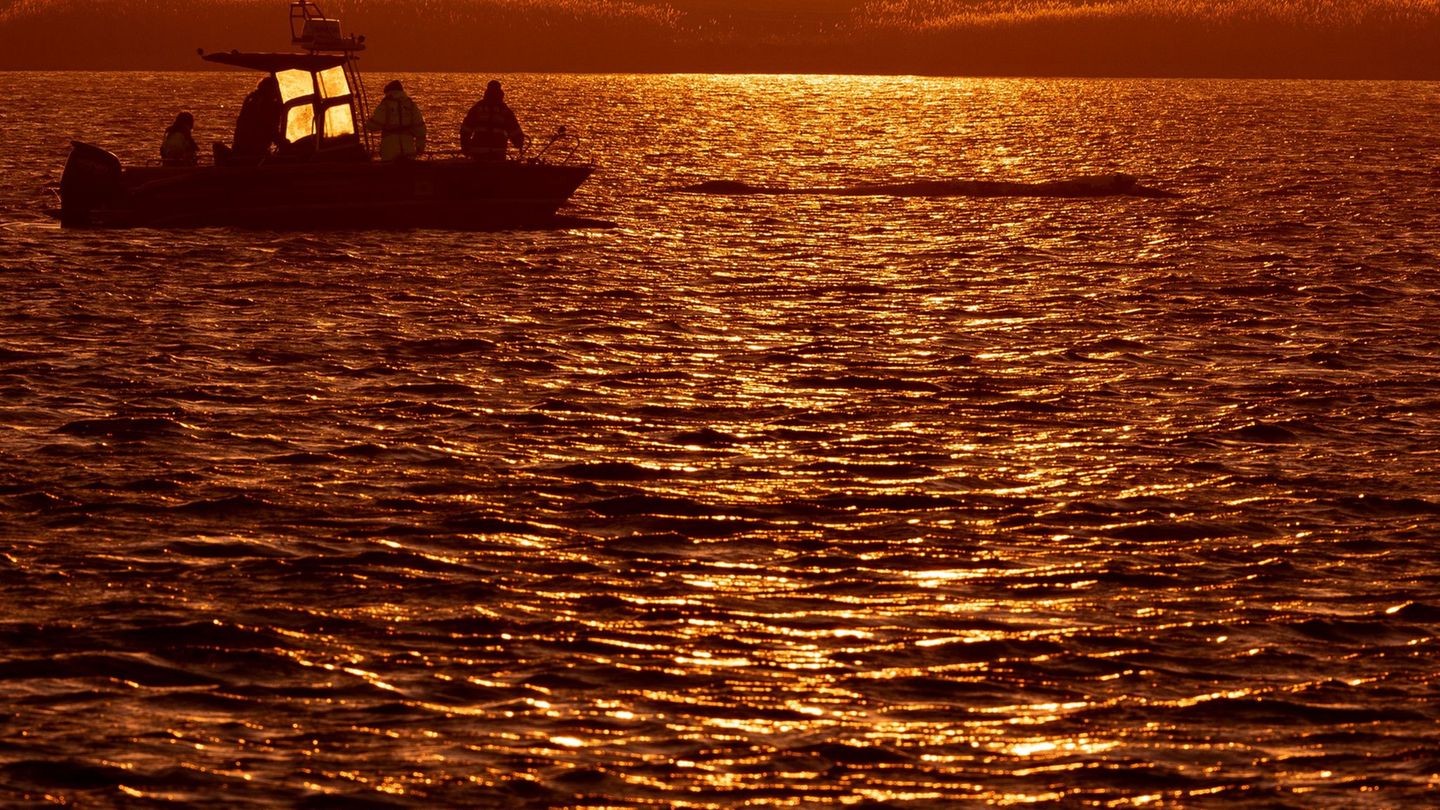 Gestrandeter Buckelwal: Wal-Hilfsteam muss am Rettungskonzept feilen