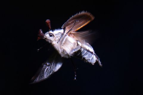 Maikäfer schwirren mit Einbruch der Dunkelheit aus. Foto: Boris Roessler/dpa