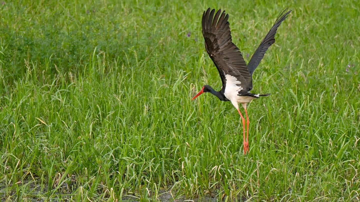 Schwarzstörche sind extrem scheue Tiere, die große, ungestörte Wälder in der Nähe von Gewässern bewohnen. (Archivbild) Foto: Pat