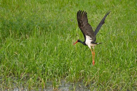 Schwarzstörche sind extrem scheue Tiere, die große, ungestörte Wälder in der Nähe von Gewässern bewohnen. (Archivbild) Foto: Pat