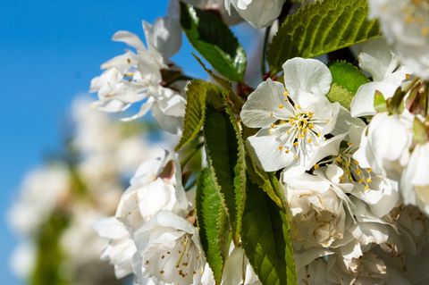 Das Baumblütenfest in Werder setzt auf Obstwein, Höfe und Gärten. Foto: Soeren Stache/dpa