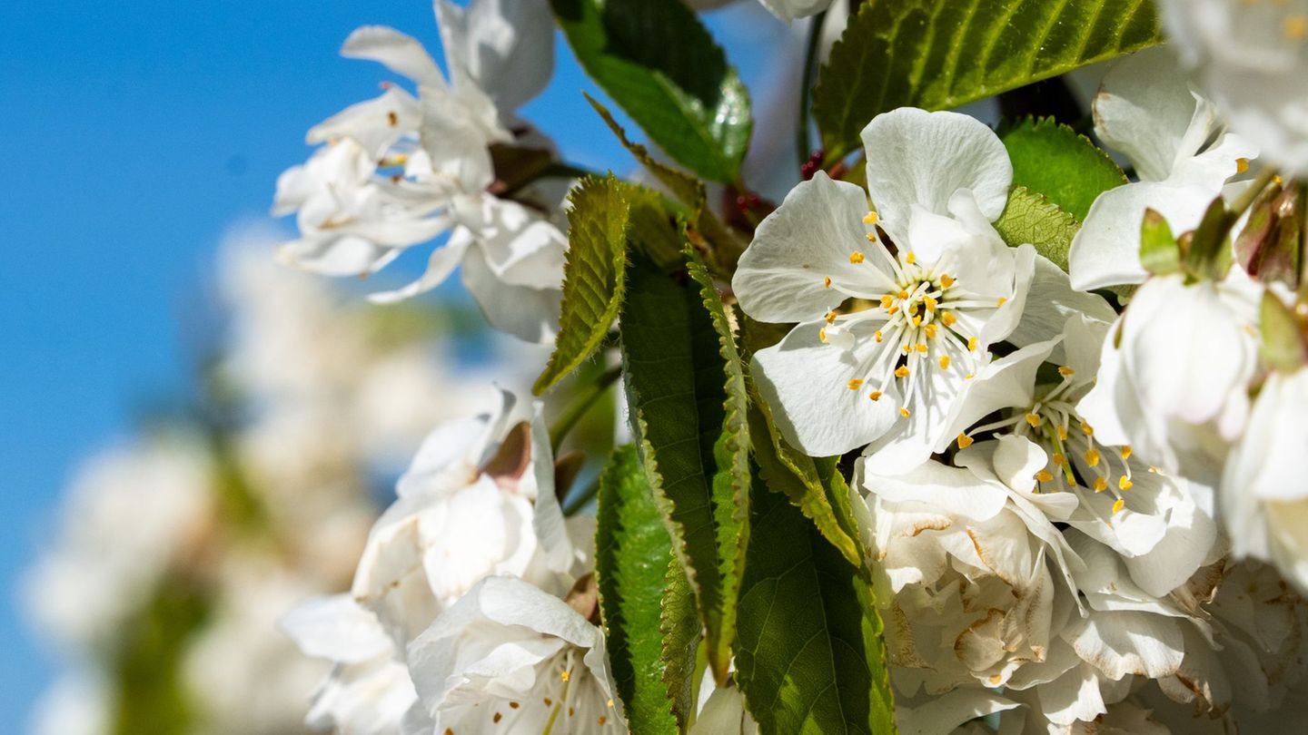 Das Baumblütenfest in Werder setzt auf Obstwein, Höfe und Gärten. Foto: Soeren Stache/dpa