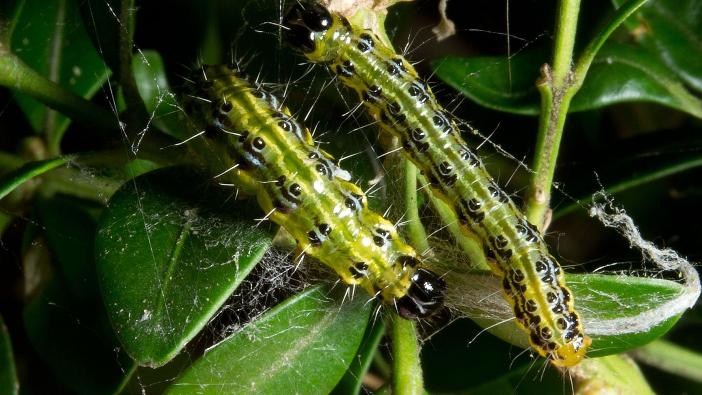 Schädlinge: Neue Feinde bremsen Buchsbaumzünsler – Hoffnung für Hecken