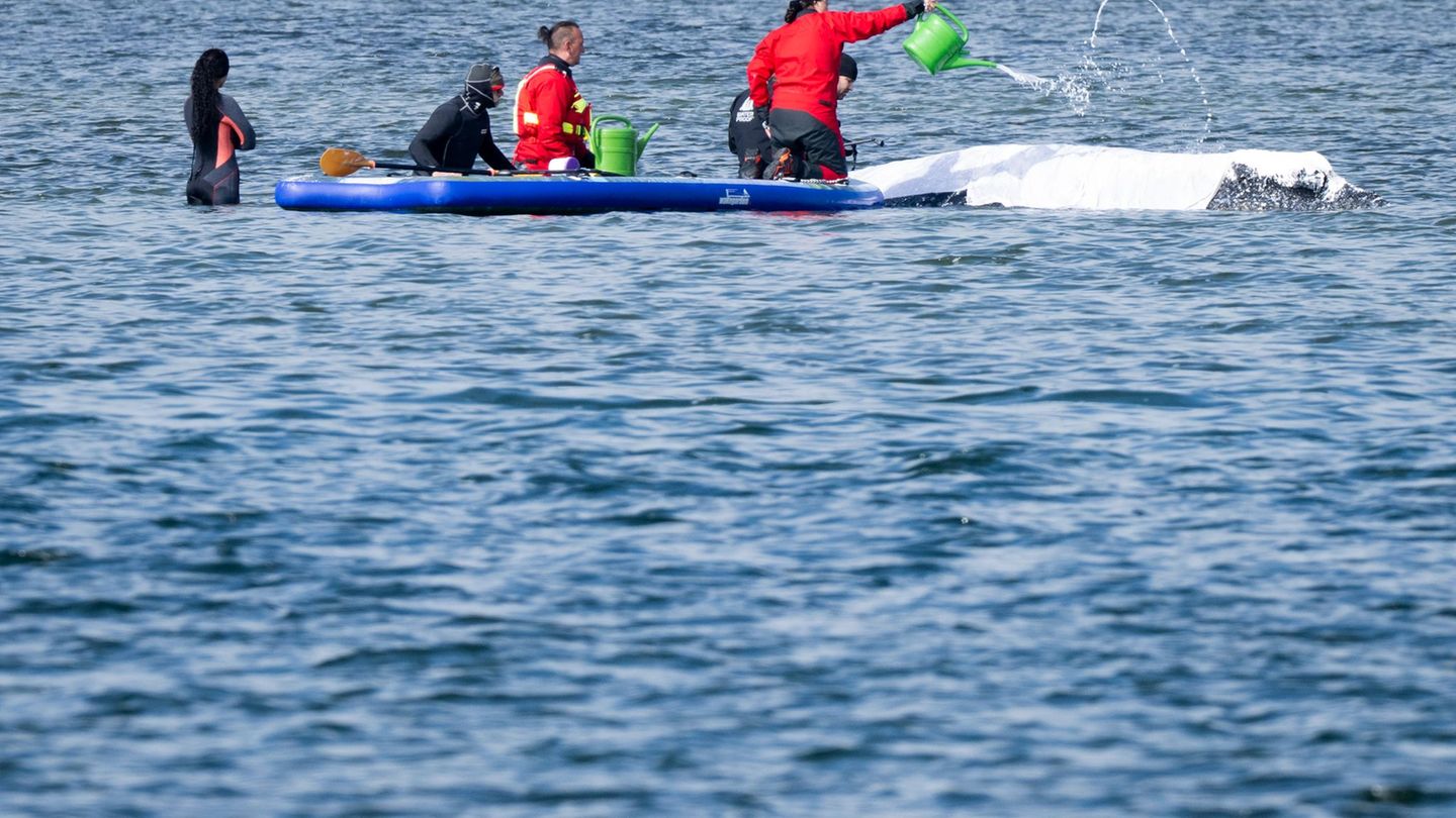 Gestrandeter Buckelwal: Viel Wal-Drama in Deutschland - anderswo nicht